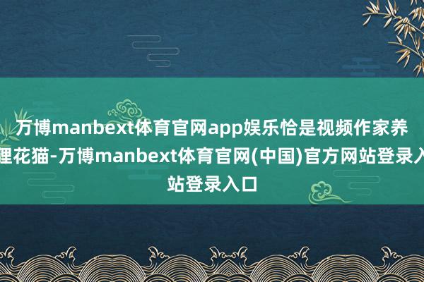万博manbext体育官网app娱乐恰是视频作家养的狸花猫-万博manbext体育官网(中国)官方网站登录入口